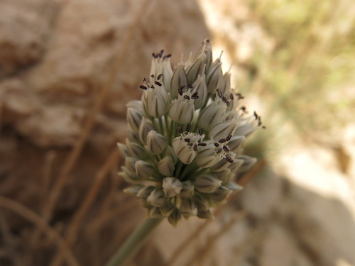 Allium artemisietorum (Allium artemisietorum)