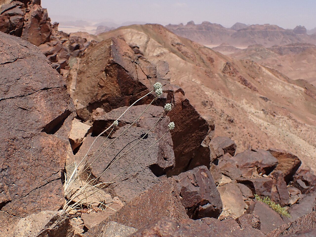Allium artemisietorum: Allium artemisietorum in mountains W from Rashidiyah in Jordan