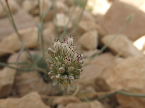 Allium artemisietorum (Allium artemisietorum)