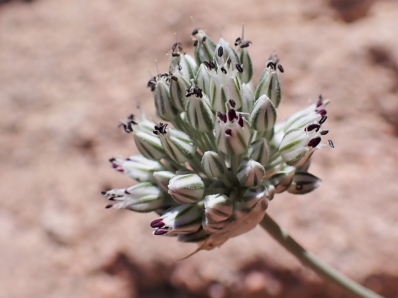 Allium artemisietorum: Allium artemisietorum in mountains W from Rashidiyah in Jordan