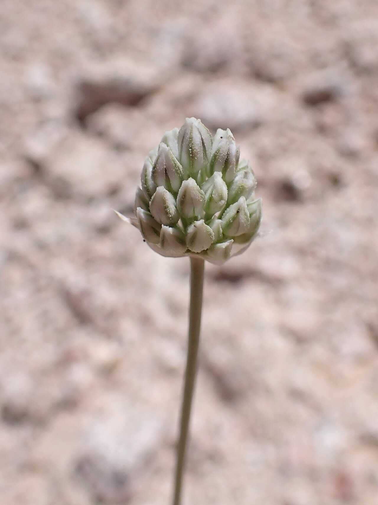 Allium artemisietorum: Allium artemisietorum in mountains W from Rashidiyah in Jordan