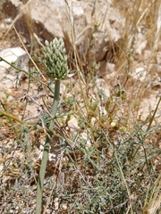 Allium artemisietorum (Allium artemisietorum)