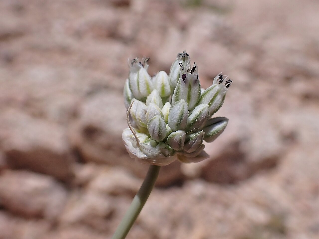 Allium artemisietorum: Allium artemisietorum in mountains W from Rashidiyah in Jordan