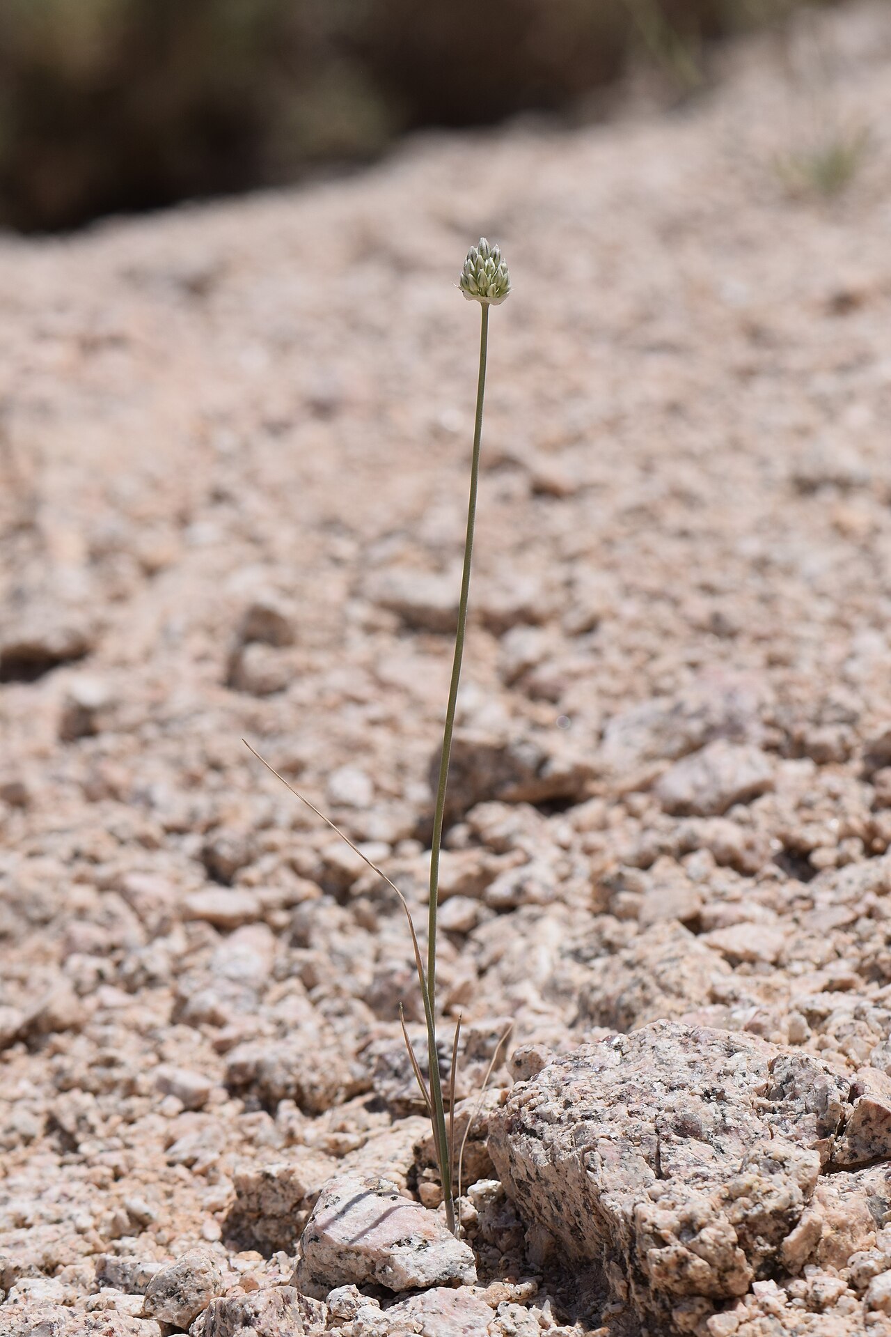 Allium artemisietorum: Allium artemisietorum in mountains W from Rashidiyah in Jordan