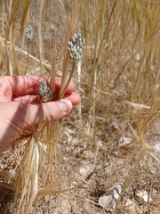 Allium artemisietorum (Allium artemisietorum)