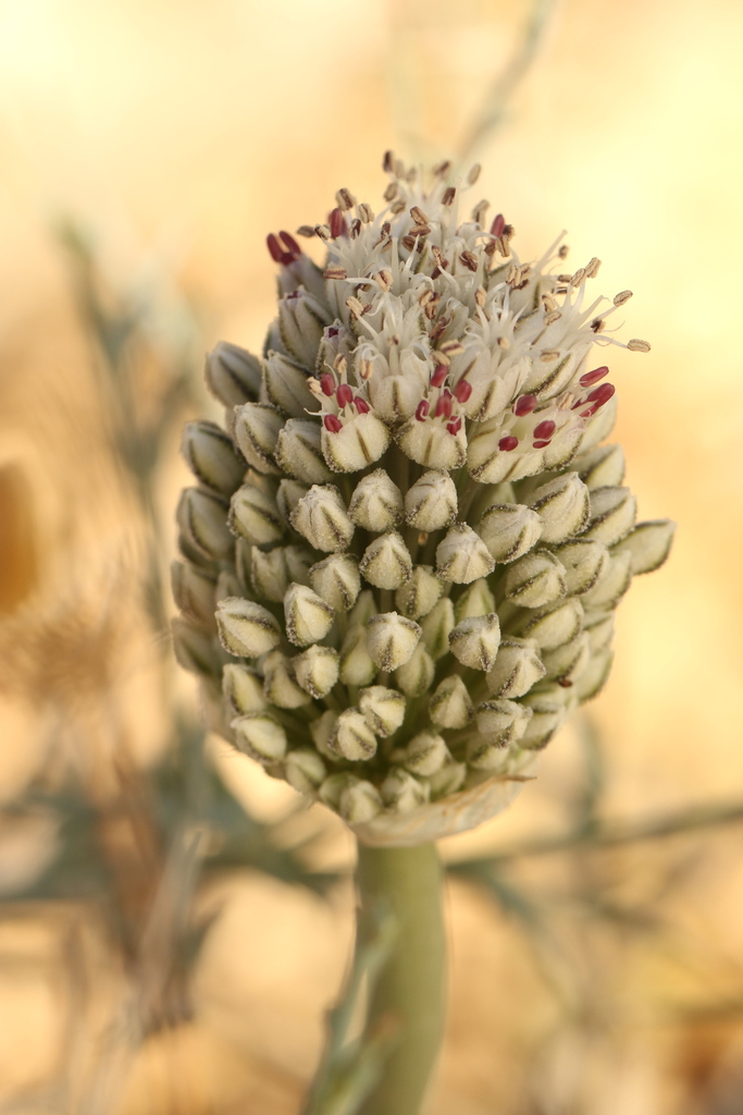 Allium artemisietorum (Allium artemisietorum)