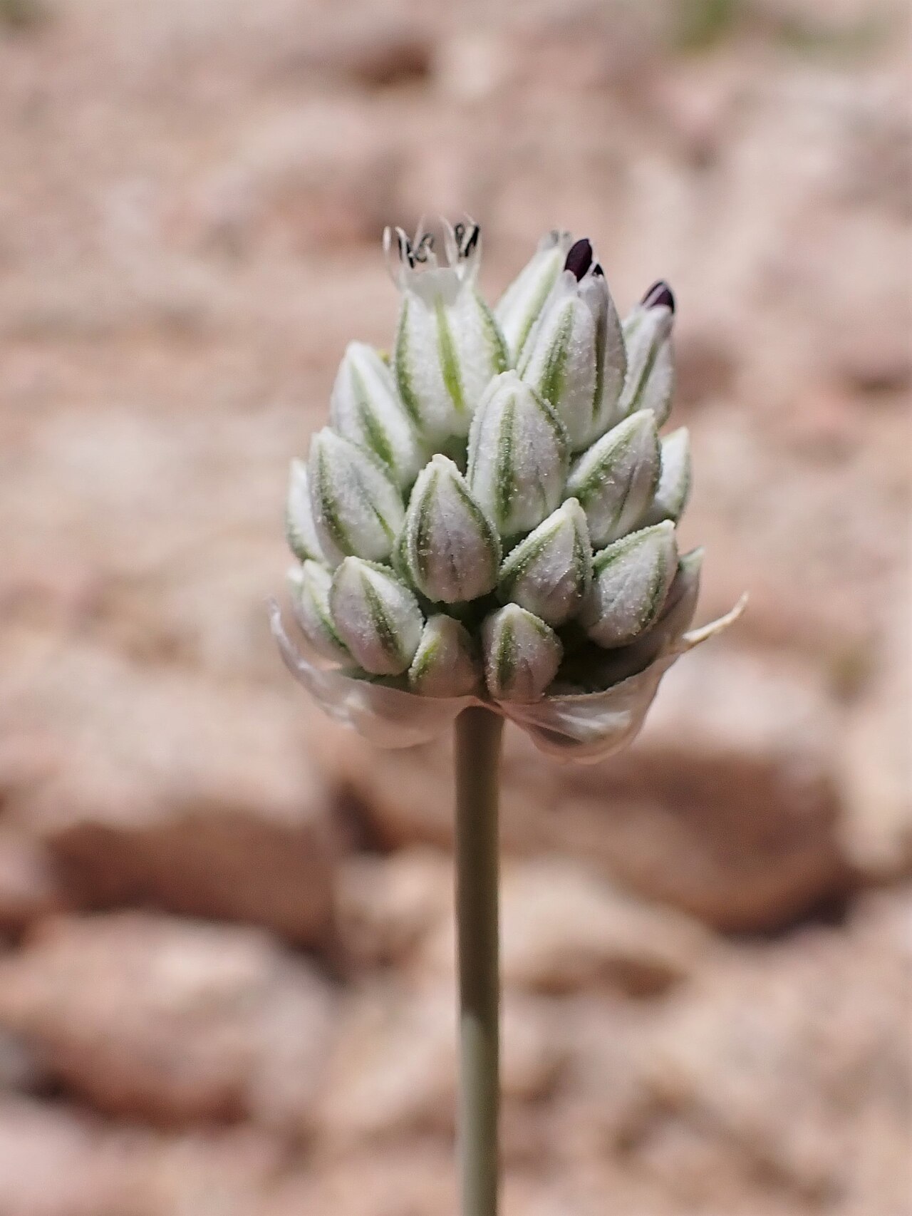 Allium artemisietorum: Allium artemisietorum in mountains W from Rashidiyah in Jordan