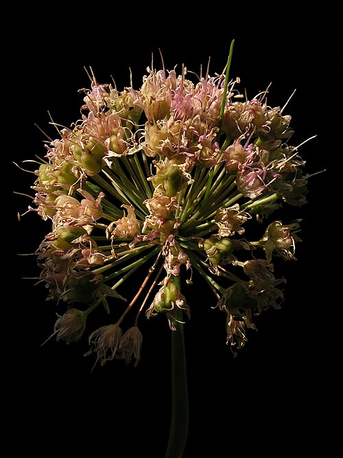 Shallot: Inflorescence of Shallot . Moscow region, Russia.