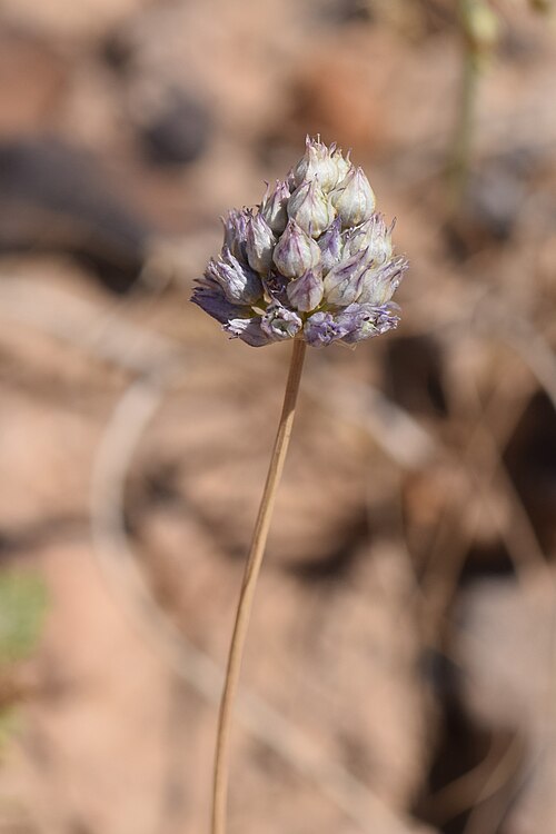 Shallot: Allium hierochuntinum (= Allium ascalonicum) at Panorama Dead Sea Complex in Jordan