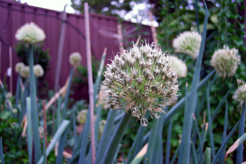 Shallot (Allium ascalonicum)