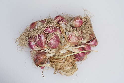 Shallot: 一把红葱头