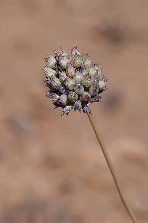 Shallot: Allium hierochuntinum (= Allium ascalonicum) at Panorama Dead Sea Complex in Jordan