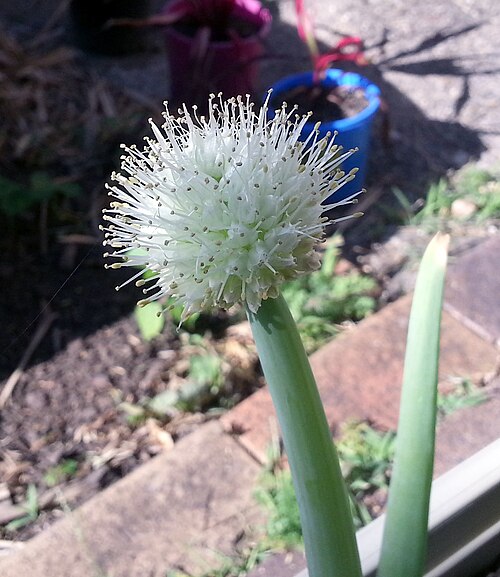 Shallot: Flower of an Allium ascalonicum, taken in spring in Brisbane, Australia.
