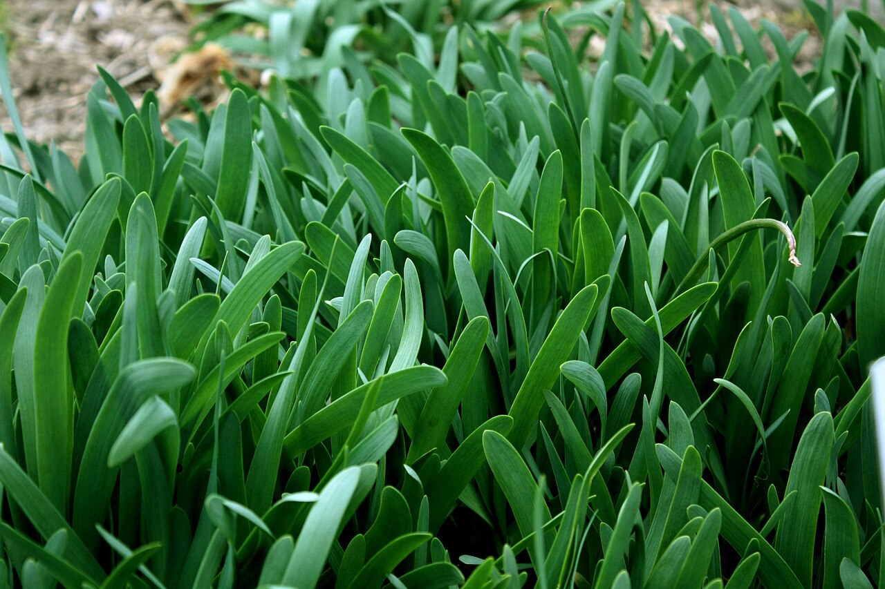 Allium atropurpureum: Allium atropurpureum