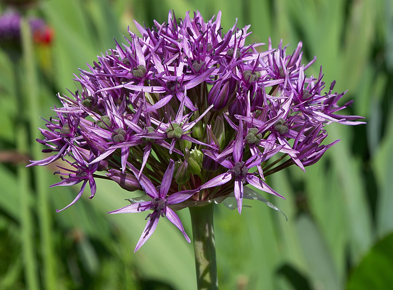 Allium atropurpureum: Ornamental garlic ( Allium atropurpureum ) in a garden. Saint-Amant, Charente, France.