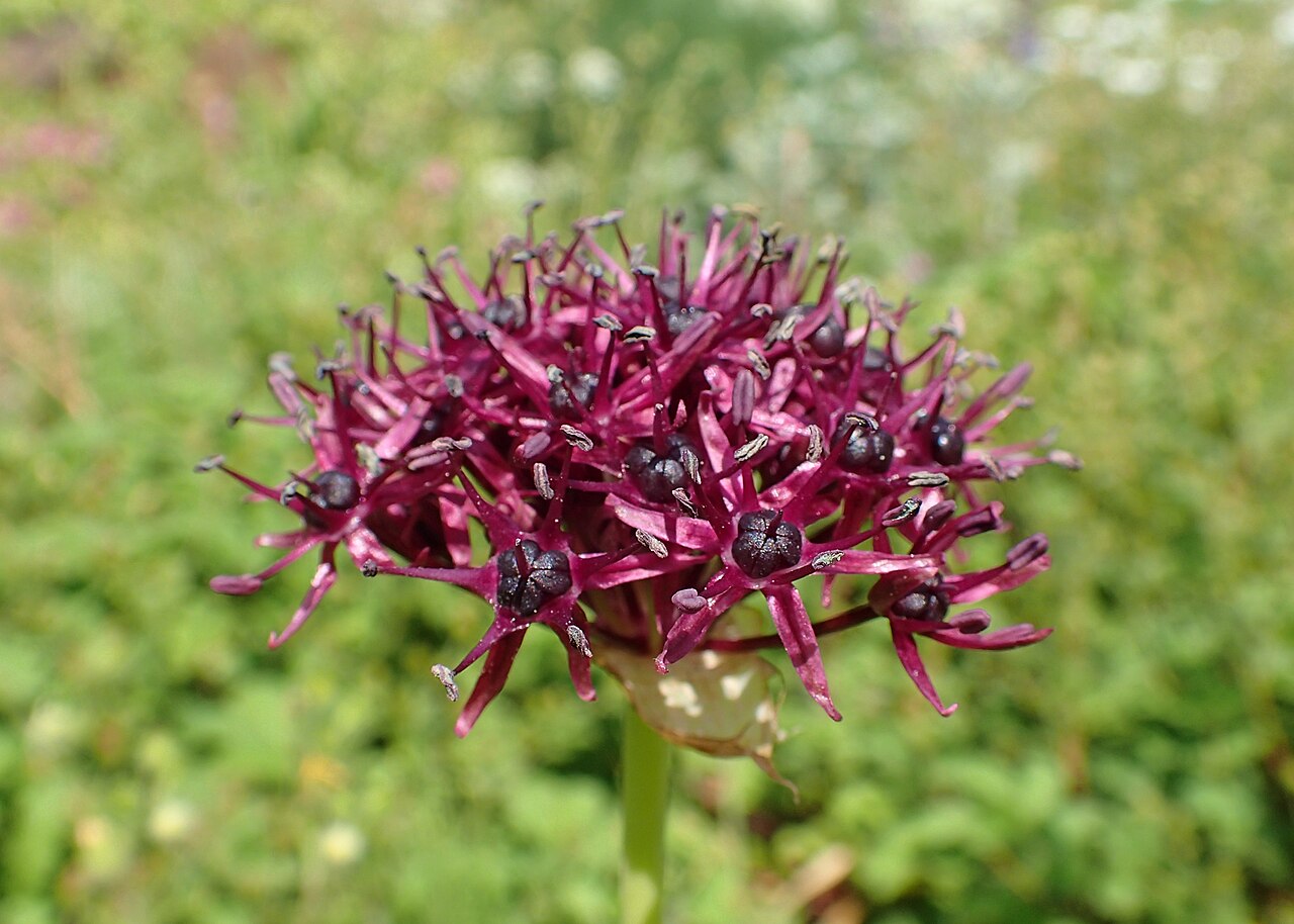 Allium atropurpureum: Allium atropurpureum in the Botanischer Garten, Berlin-Dahlem
