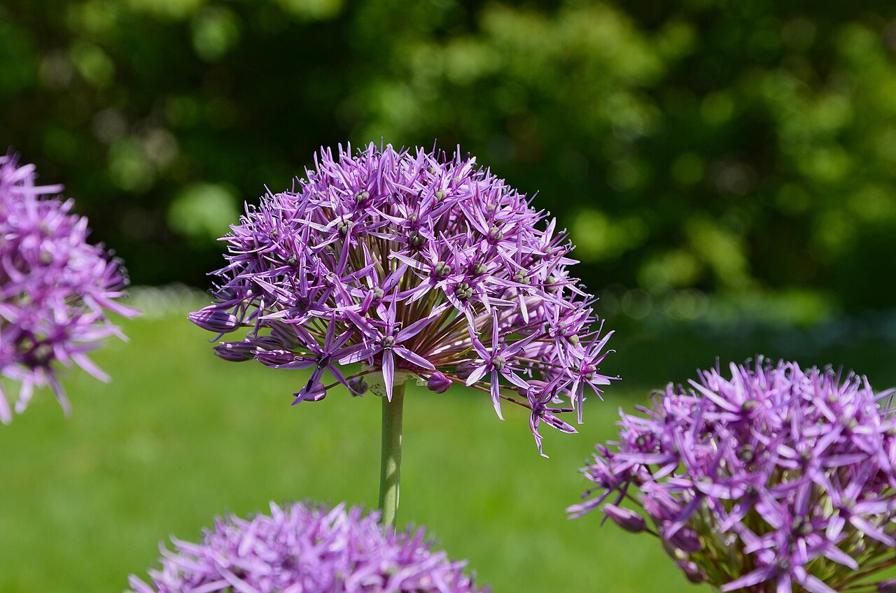 Allium atropurpureum: Ornamental garlic ( Allium atropurpureum ) in a private garden, France.