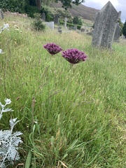 Allium atropurpureum (Allium atropurpureum)