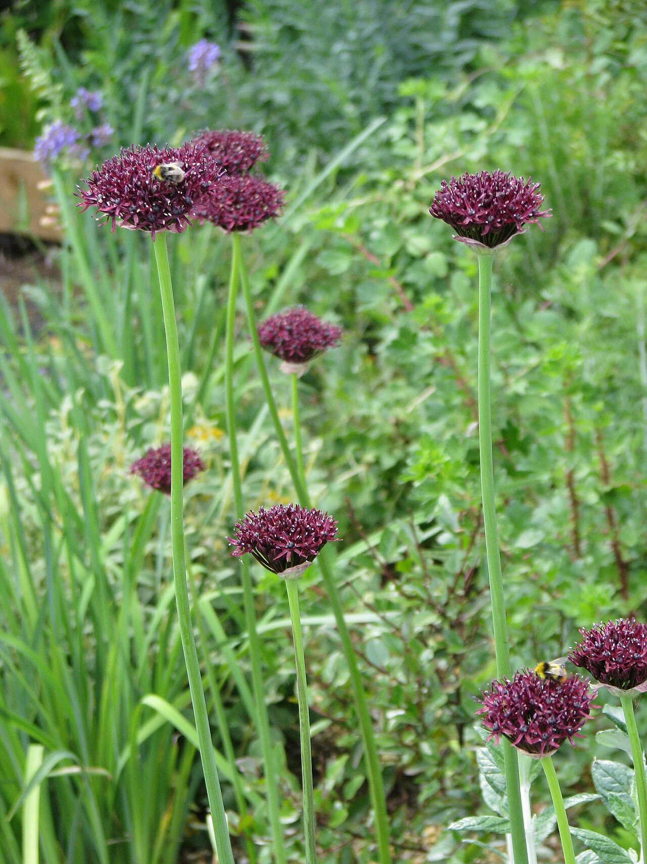 Allium atropurpureum: Amazing what turns up at the garden centre if you keep your eyes open. These are on the xeric bed.