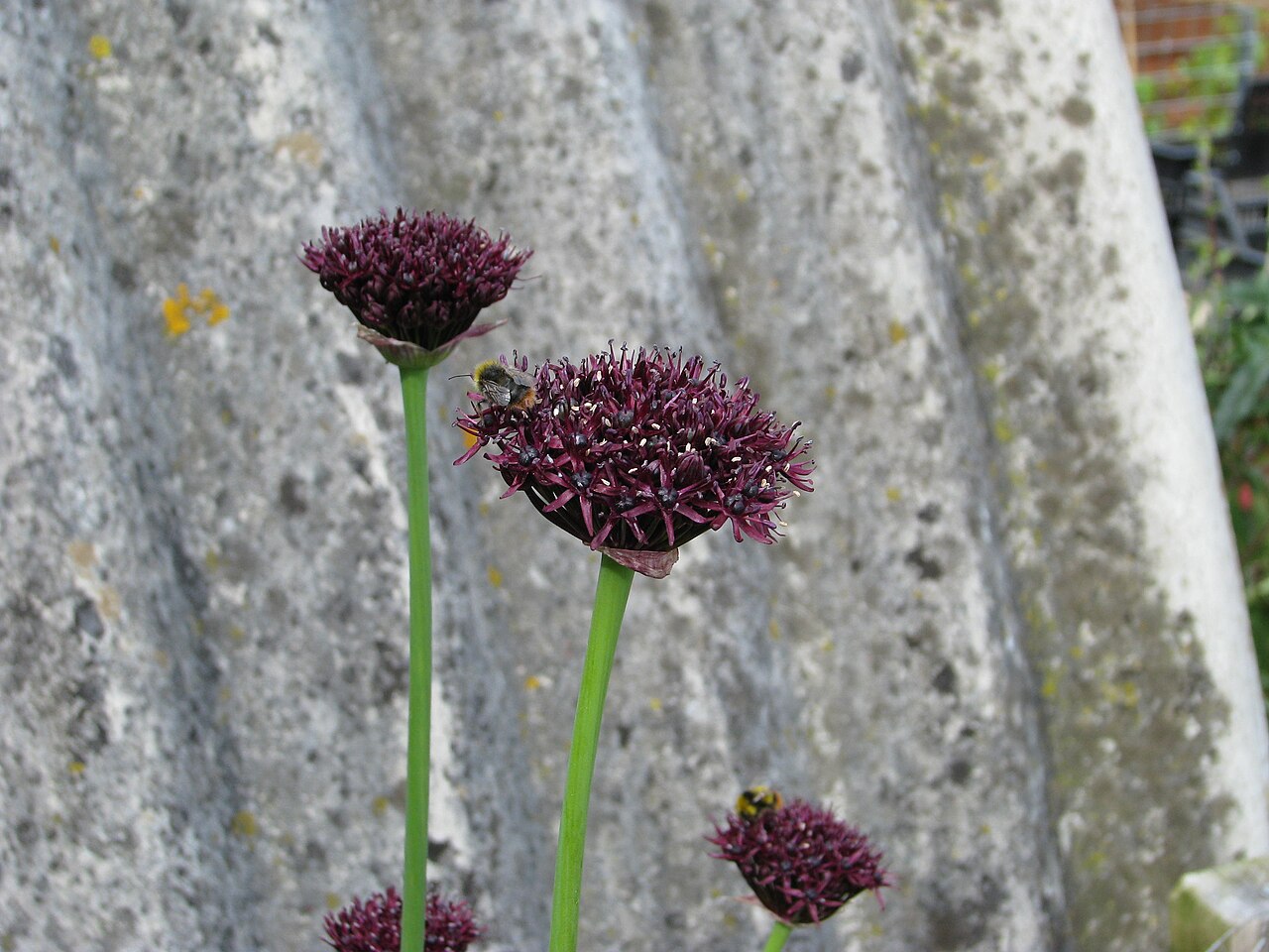 Allium atropurpureum: The same sort of colour combo as Dianthus pinifolius and Silene asterias. I wonder if there is some specific pollinator for all of them. The bees like it anyhow