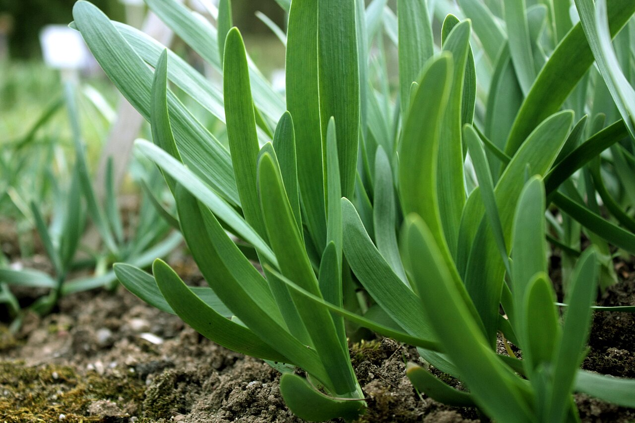 Allium atropurpureum: Allium Atropurpureum