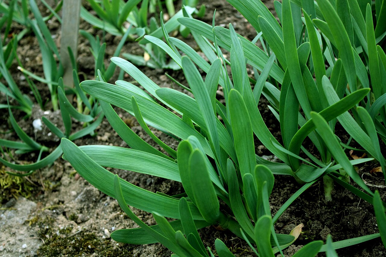 Allium atropurpureum: Allium atropurpureum