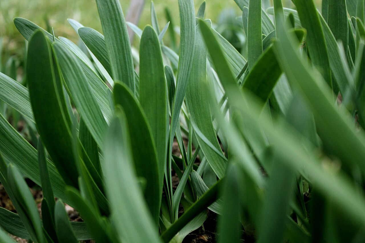 Allium atropurpureum: Allium atropurpureum