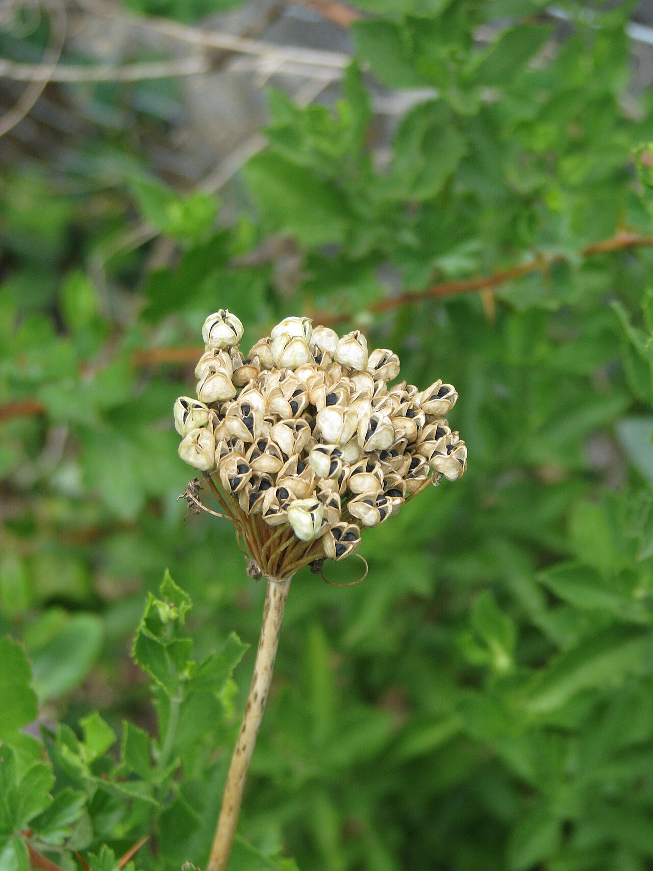 Allium atropurpureum: Allium atropurpureum seed heads