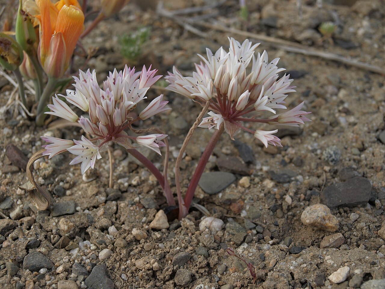 Dark red onion: Flickr description desert onion, Allium atrorubens, White Mountains, elevation 1765 m (5785 ft) Esmeralda, Nevada, United States
