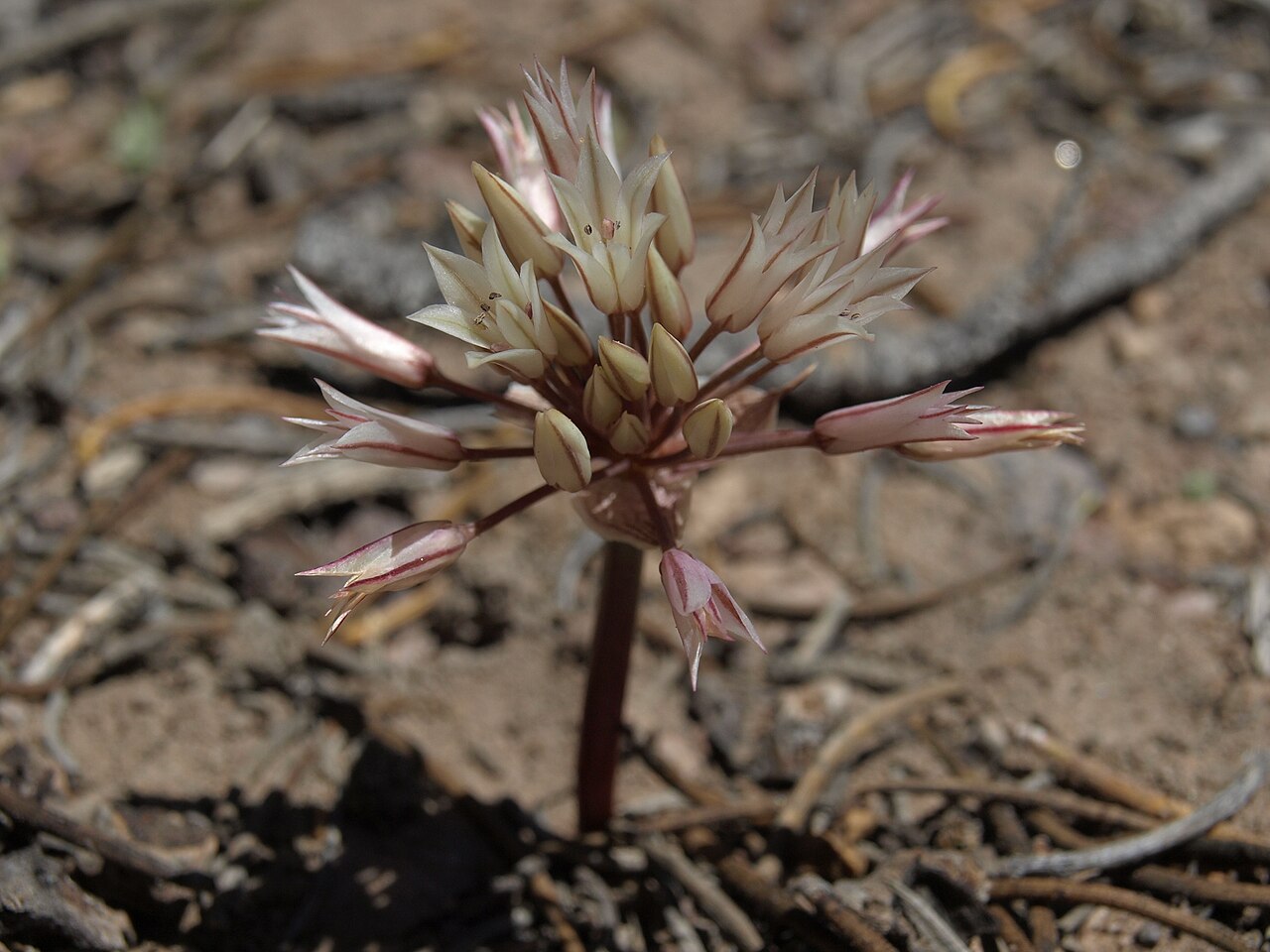 Dark red onion: desert onion, Allium atrorubens var. cristatum, Nevada, White Mountains, Queen Valley - Owens Valley watershed, elevation 2583 m (8475 ft). This variety is foun