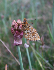 Allium atrosanguineum (Allium atrosanguineum)