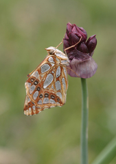 Allium atrosanguineum (Allium atrosanguineum)