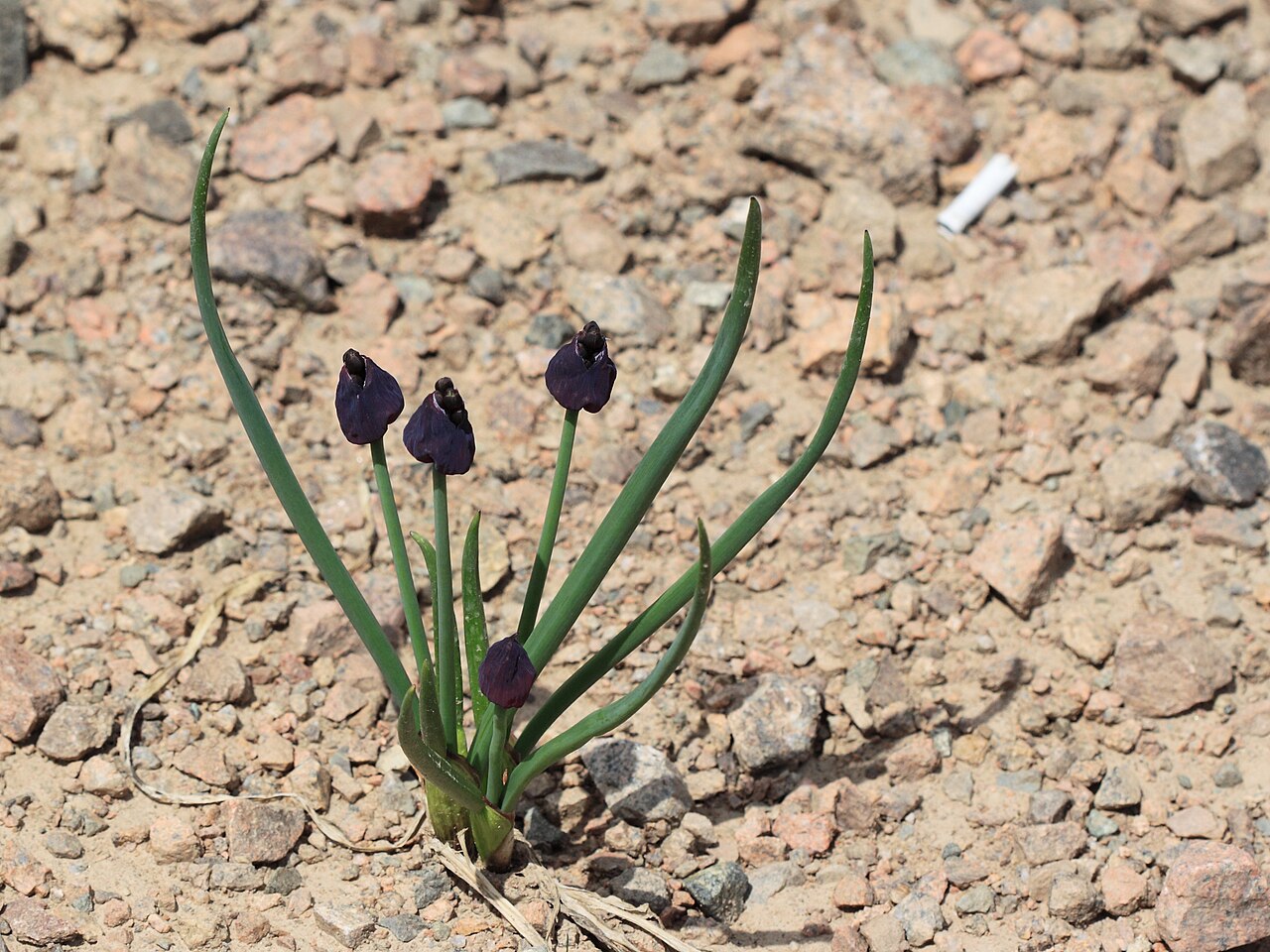 Allium atrosanguineum: Allium atrosanguineum