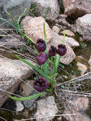 Allium atrosanguineum (Allium atrosanguineum)