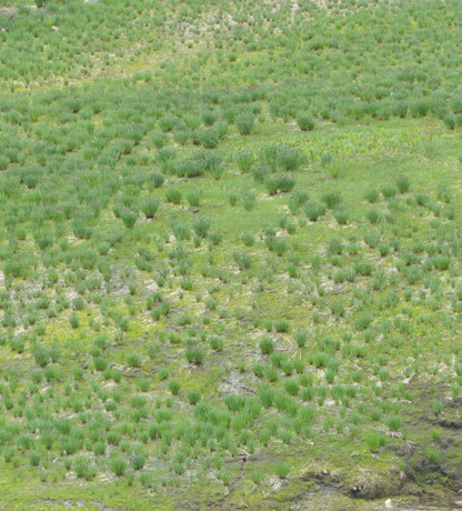 Allium atrosanguineum: The community with domination of fedtschenkoanum at Khoburobod Pass in Darvaz Range, Tajikistan.