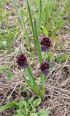 Allium atrosanguineum (Allium atrosanguineum)