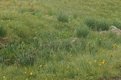 Allium atrosanguineum (Allium atrosanguineum)