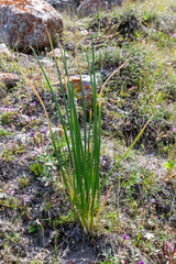 Allium atrosanguineum (Allium atrosanguineum)