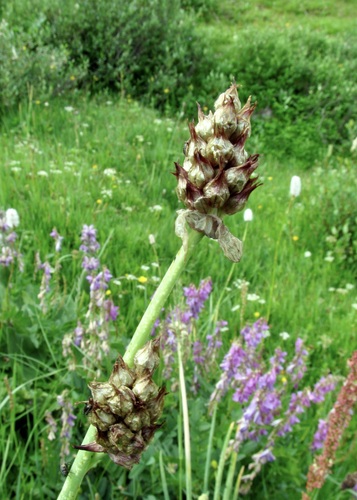 Allium atrosanguineum (Allium atrosanguineum)