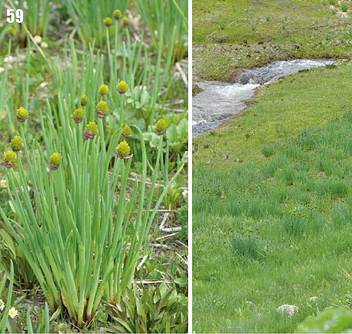 Allium atrosanguineum: Allium fedtschenkoanum