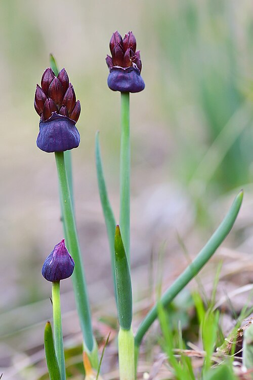 Allium atrosanguineum: Лук чёрно-красный (Allium atrosanguineum Kar. & Kir.). Верхушки цветущих растений. Кыргызстан, Иссык-Кульская обл., Северный Тянь-Шань, хр. Кюнгёй Ала-Тоо, ущ.