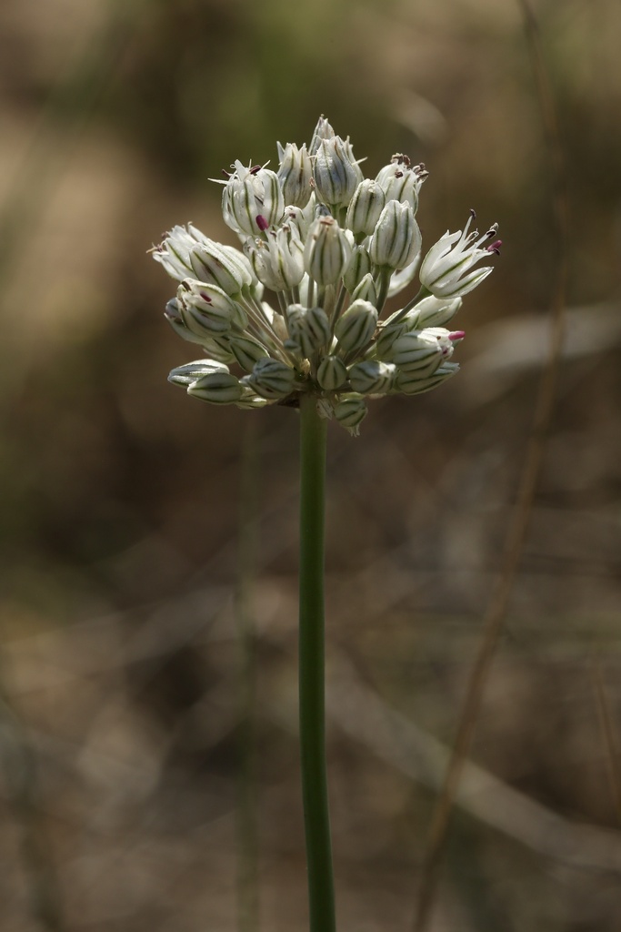 Allium baeticum (Allium baeticum)