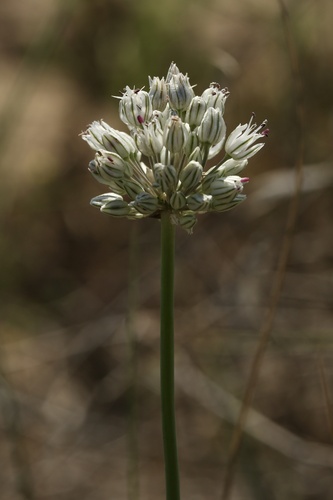Allium baeticum (Allium baeticum)