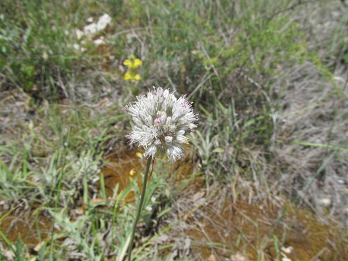 Allium baeticum (Allium baeticum)