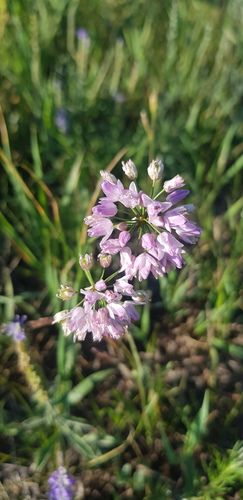 Allium bidentatum (Allium bidentatum)