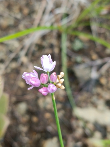 Allium bidentatum (Allium bidentatum)