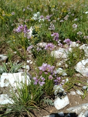 Allium bidentatum (Allium bidentatum)