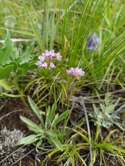Allium bidentatum (Allium bidentatum)