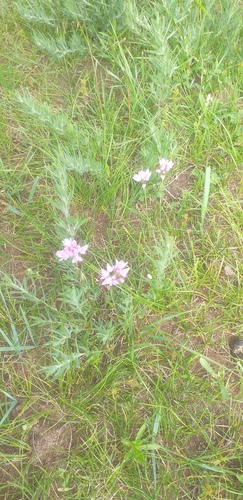 Allium bidentatum (Allium bidentatum)