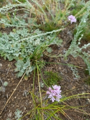 Allium bidentatum (Allium bidentatum)